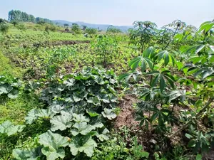 1,600acres of Land for Renting at Busunju Along Hoima Road V