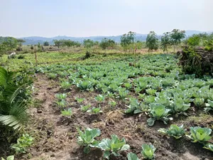 1,600acres of Land for Renting at Busunju Along Hoima Road V