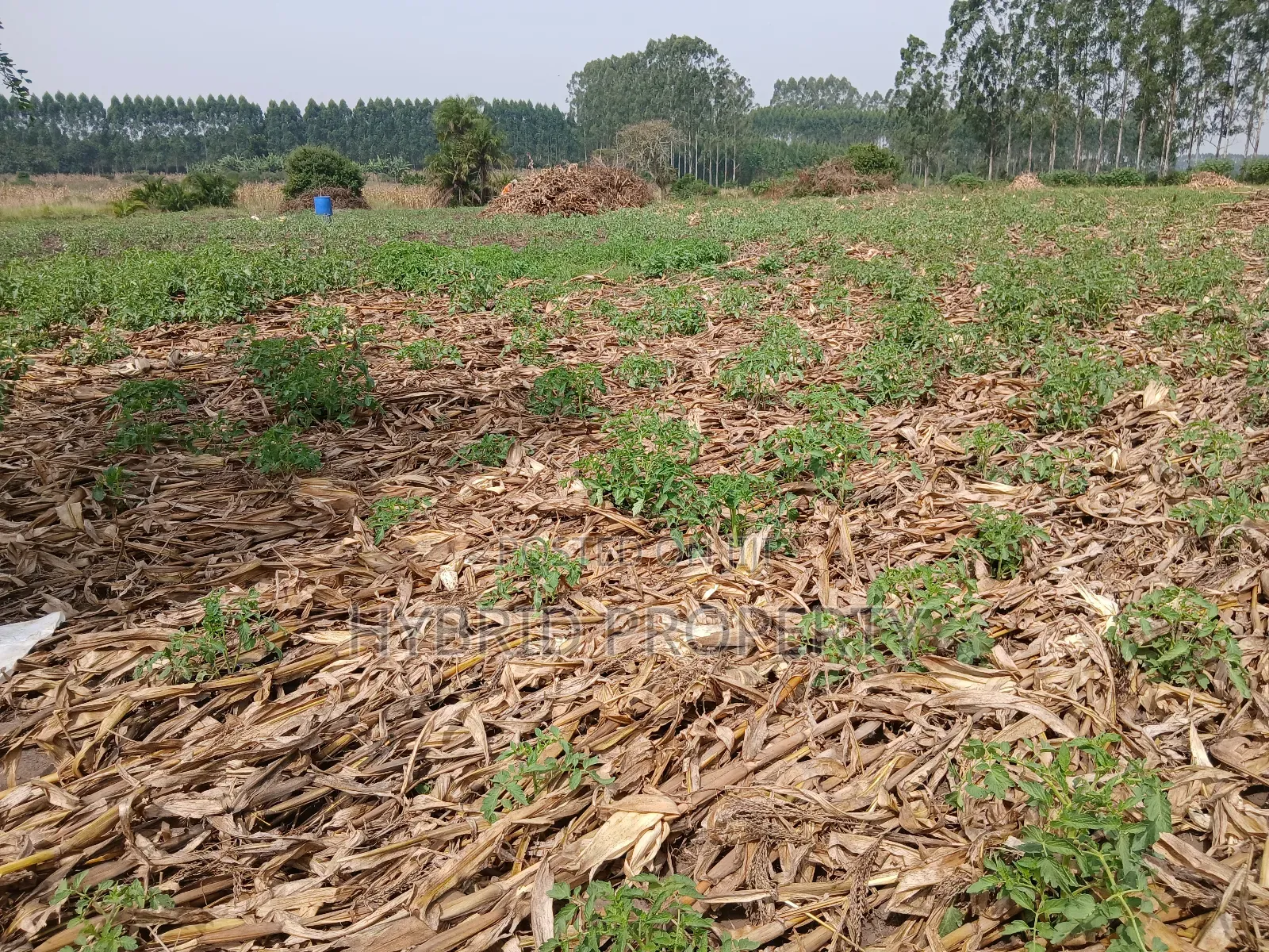 1,600acres of Land for Renting at Busunju Along Hoima Road V