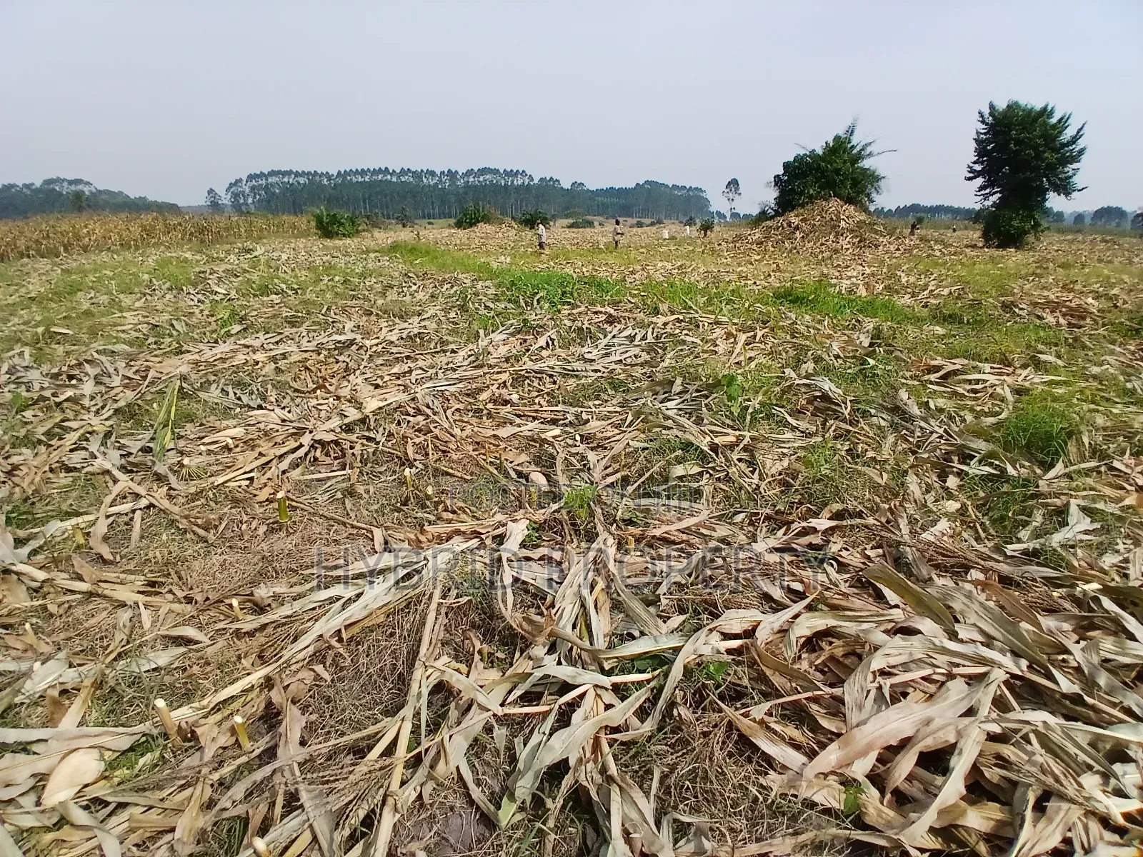 1,600acres of Land for Renting at Busunju Along Hoima Road V