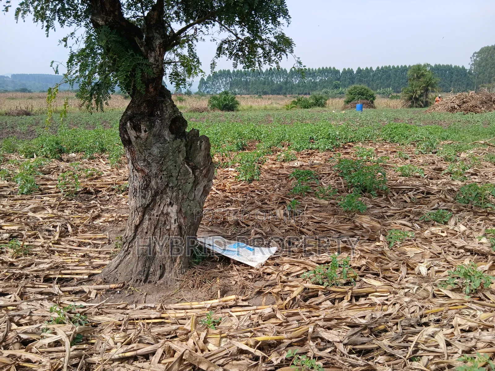 1,600acres of Land for Renting at Busunju Along Hoima Road V