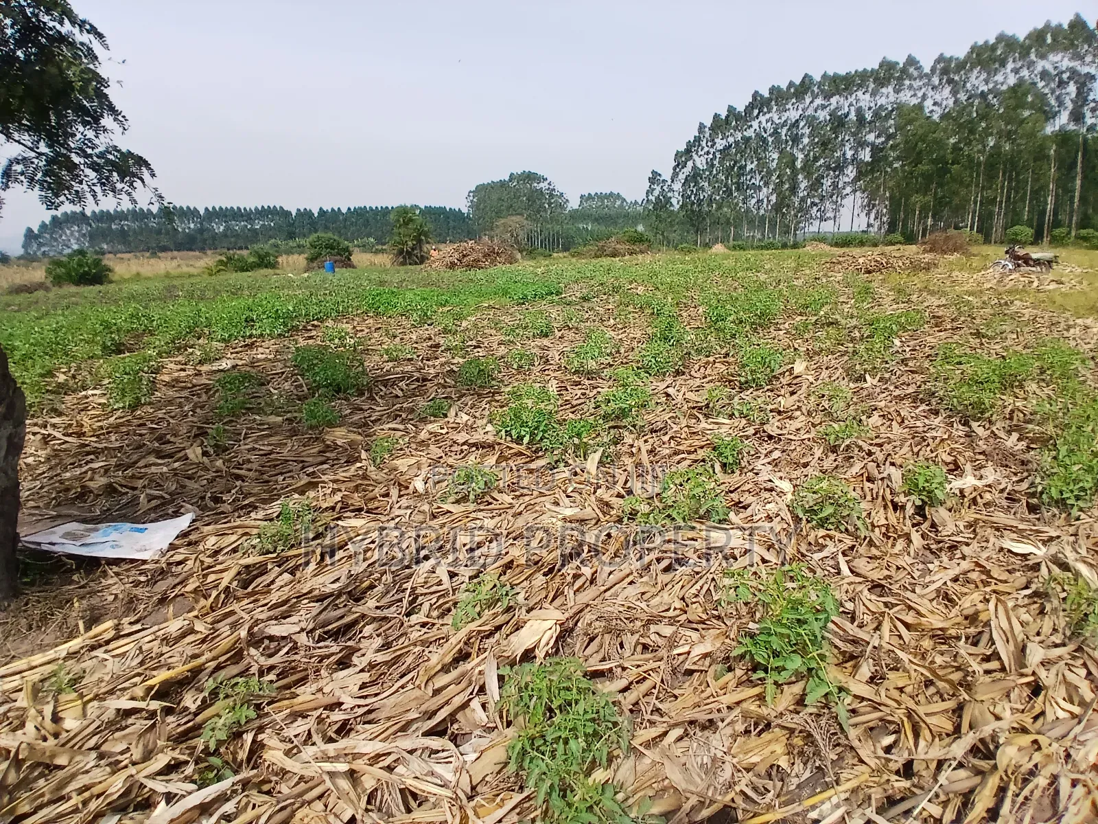 1,600acres of Land for Renting at Busunju Along Hoima Road V