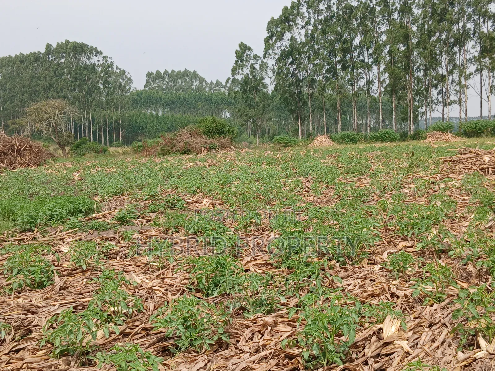 1,600acres of Land for Renting at Busunju Along Hoima Road V