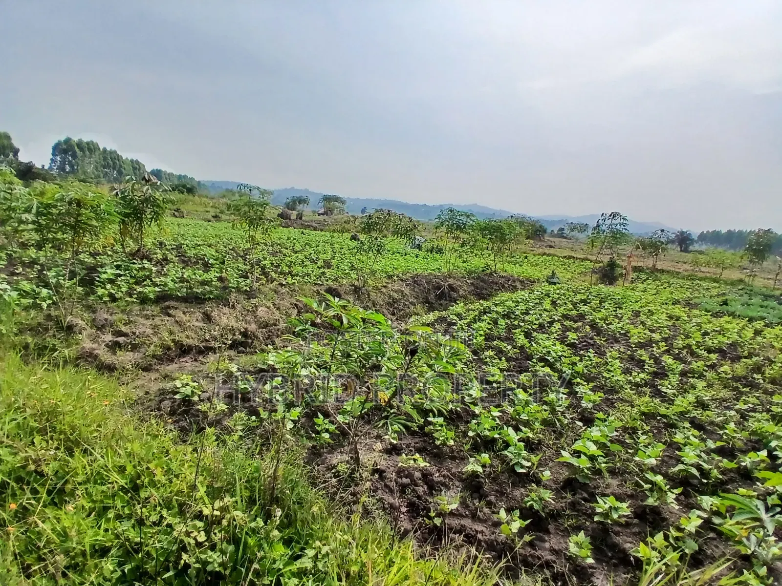 1,600acres of Land for Renting at Busunju Along Hoima Road V