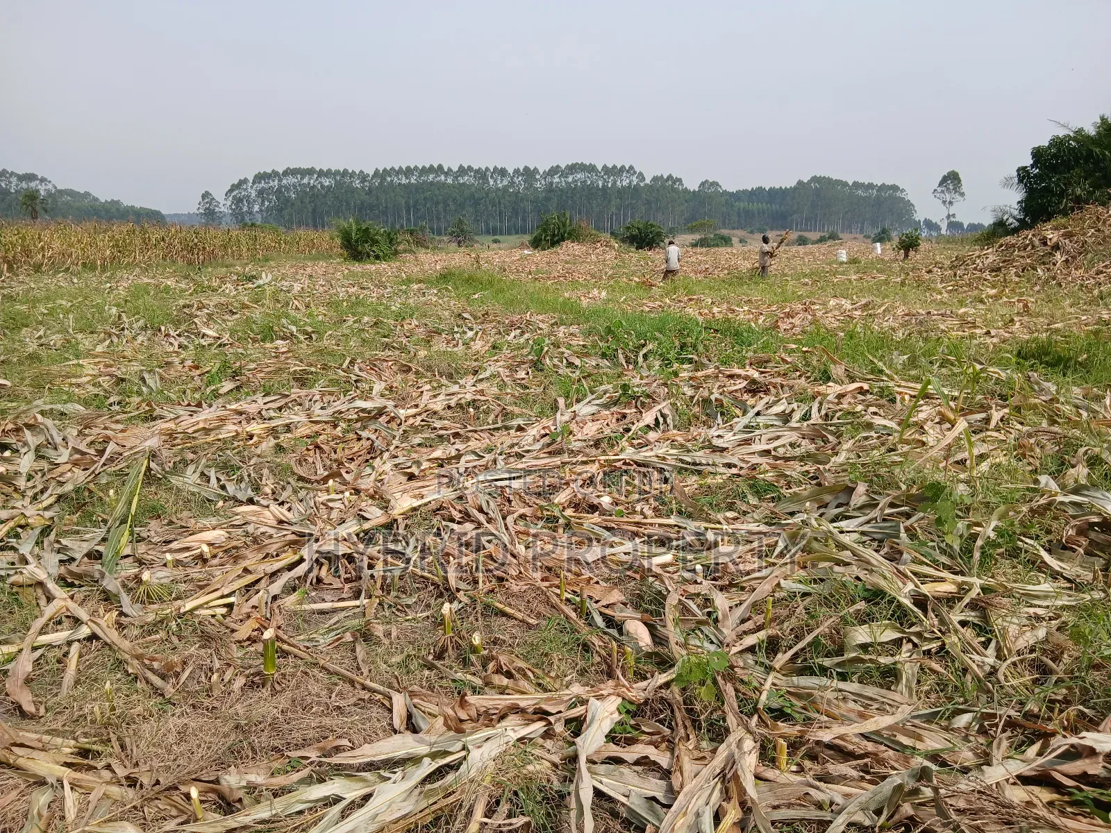 1,600acres of Land for Renting at Busunju Along Hoima Road V