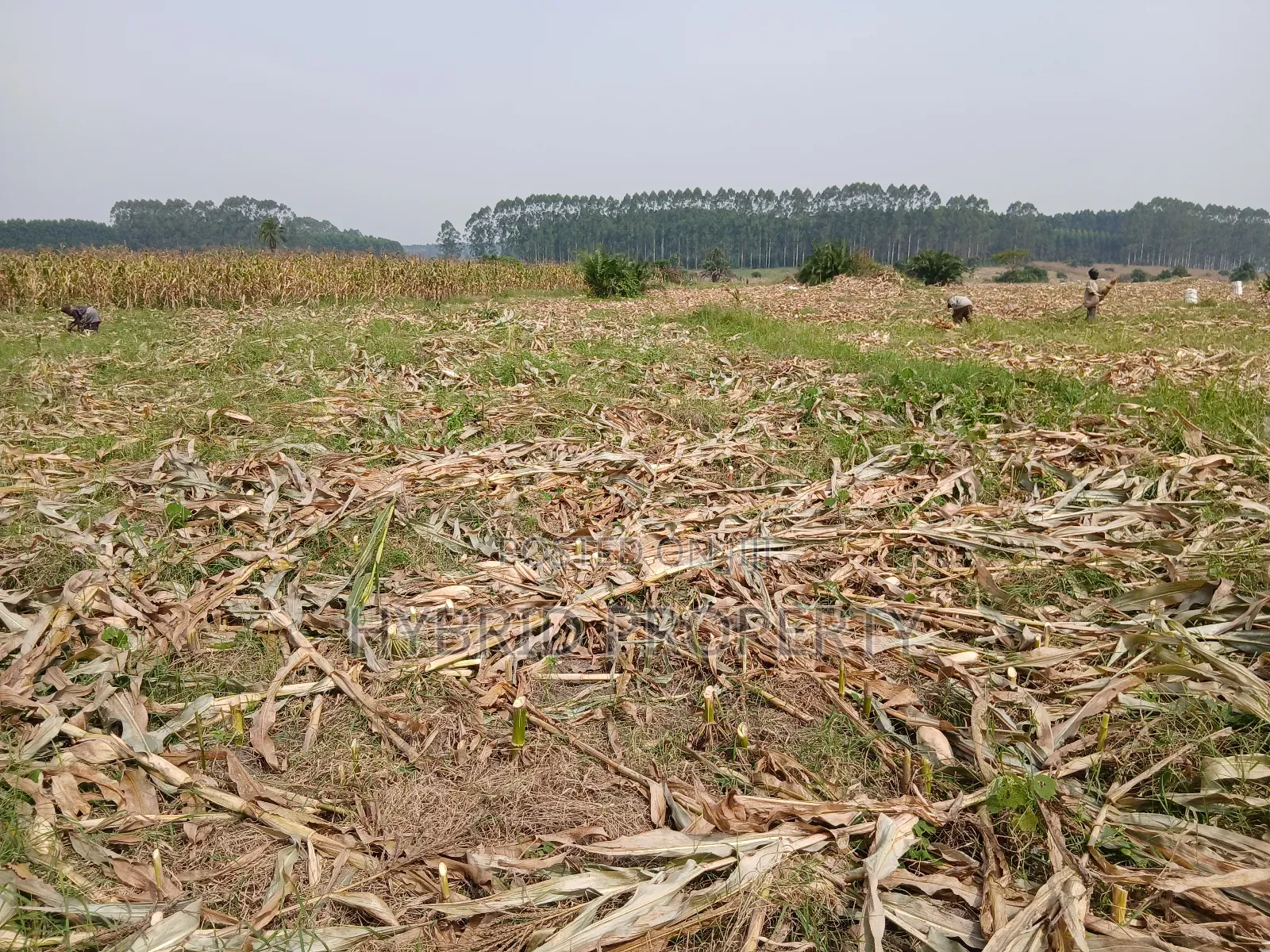 1,600acres of Land for Renting at Busunju Along Hoima Road V