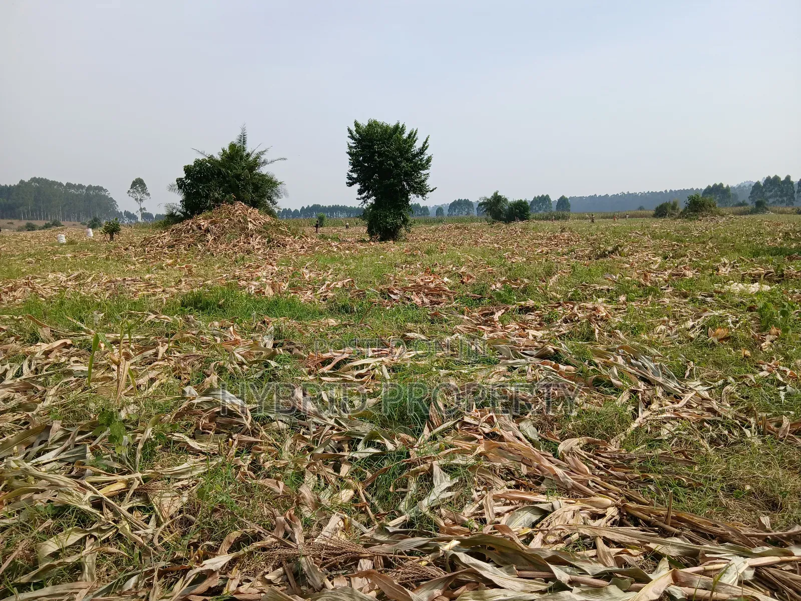 1,600acres of Land for Renting at Busunju Along Hoima Road V