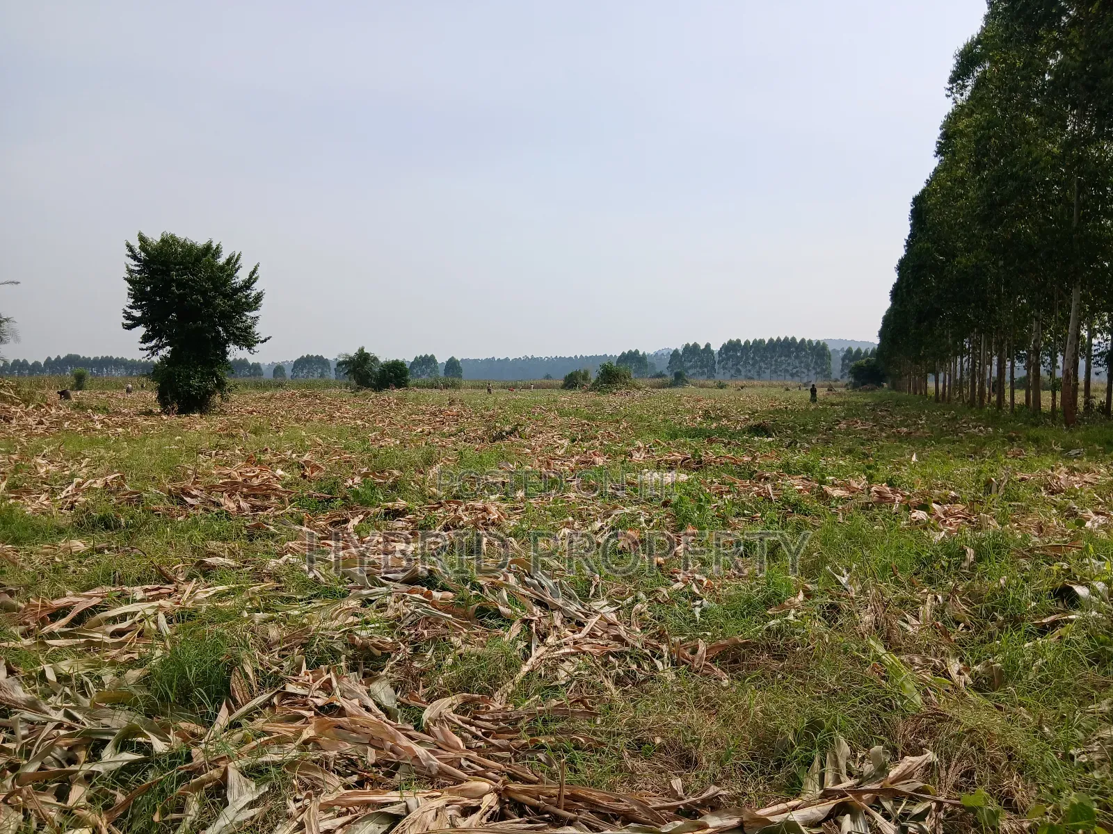 1,600acres of Land for Renting at Busunju Along Hoima Road V