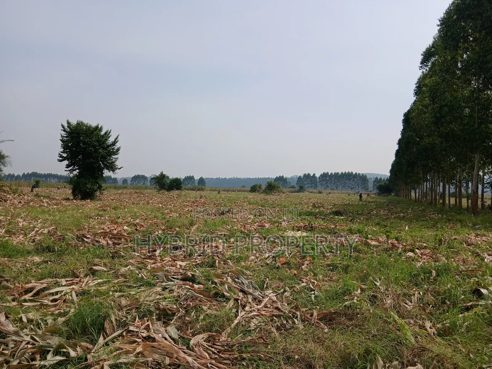 1,600acres of Land for Renting at Busunju Along Hoima Road V