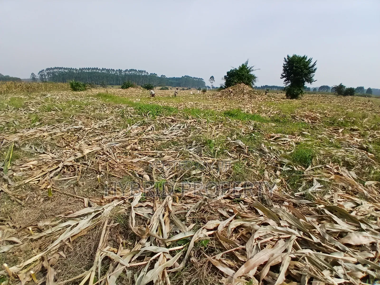 1,600acres of Land for Renting at Busunju Along Hoima Road V