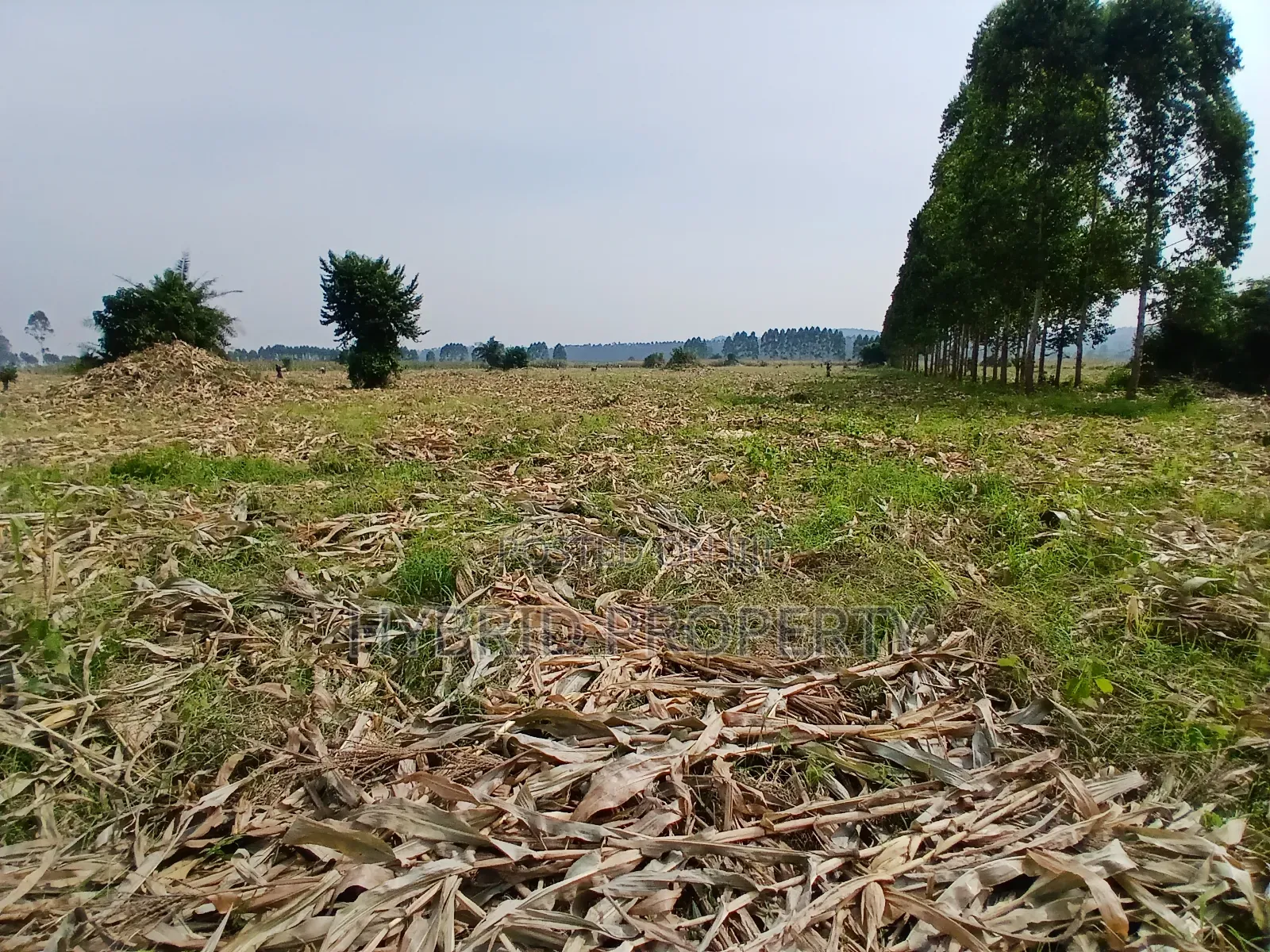 1,600acres of Land for Renting at Busunju Along Hoima Road V