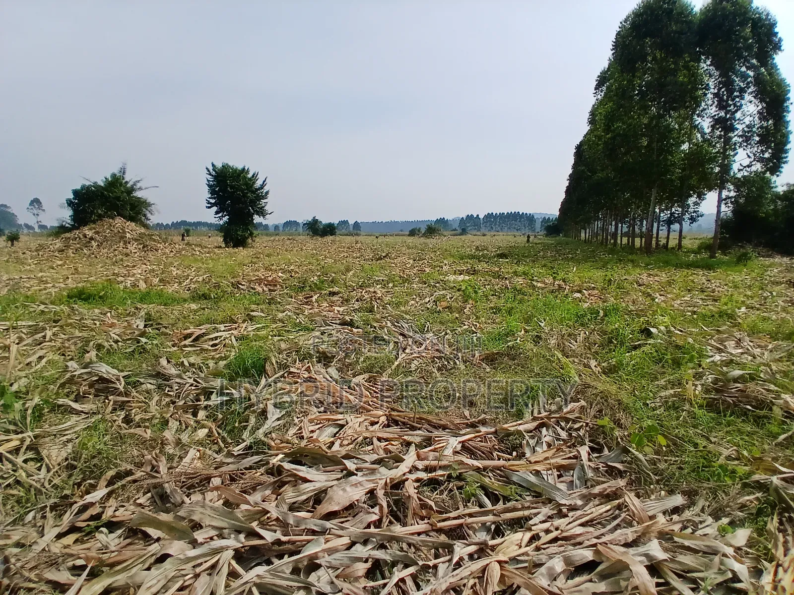 1,600acres of Land for Renting at Busunju Along Hoima Road V