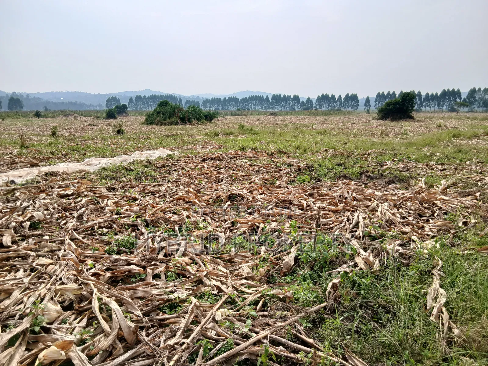 1,600acres of Land for Renting at Busunju Along Hoima Road V