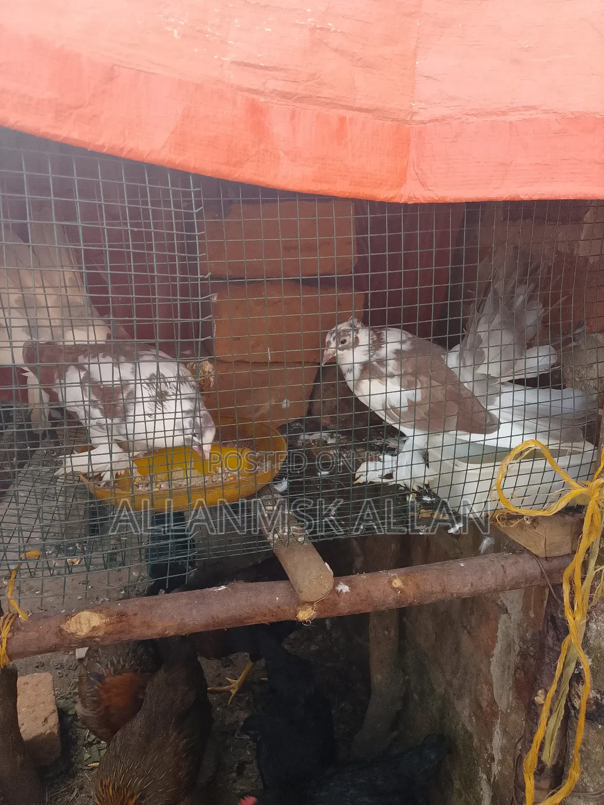Fancy American Fantail. Flash Sale Apair.