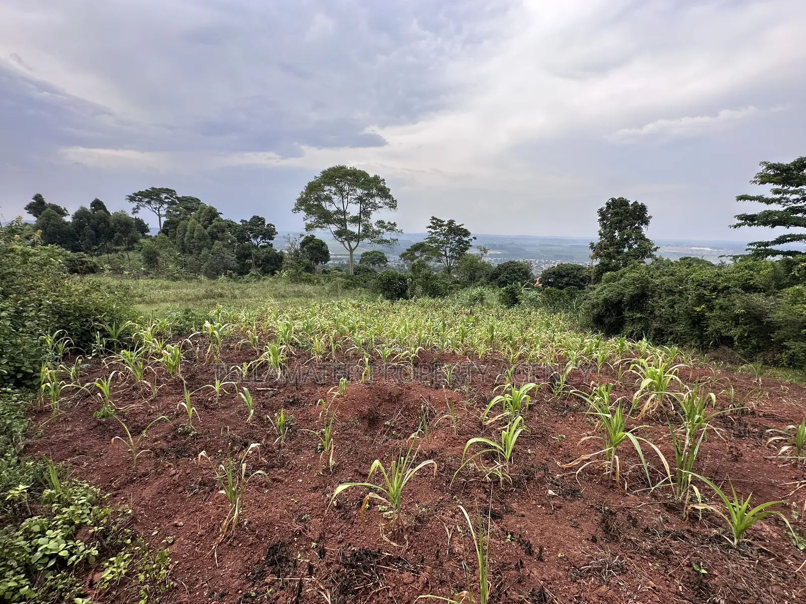 Private Mailo 50*100ft Plot With a Ready Title at Mbalala for Sale