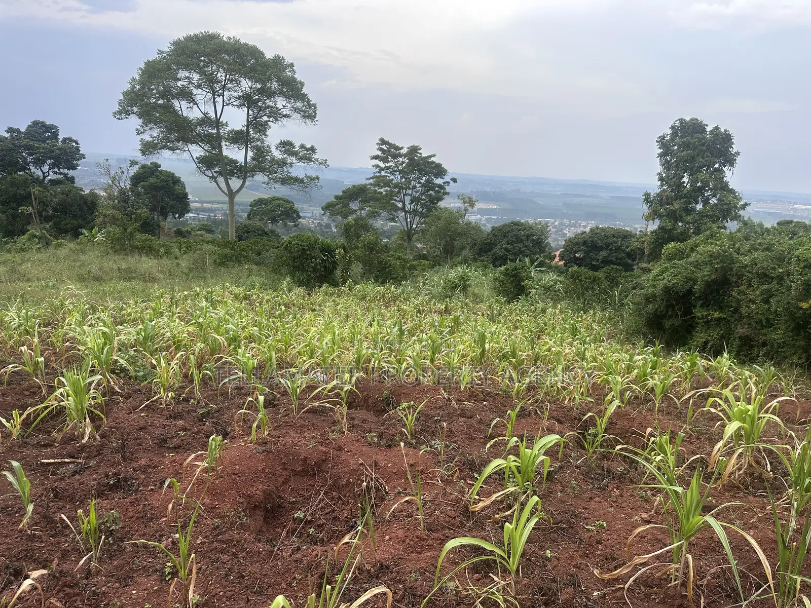 Private Mailo 50*100ft Plot With a Ready Title at Mbalala for Sale