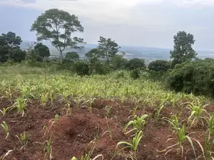 Private Mailo 50*100ft Plot With a Ready Title at Mbalala for Sale