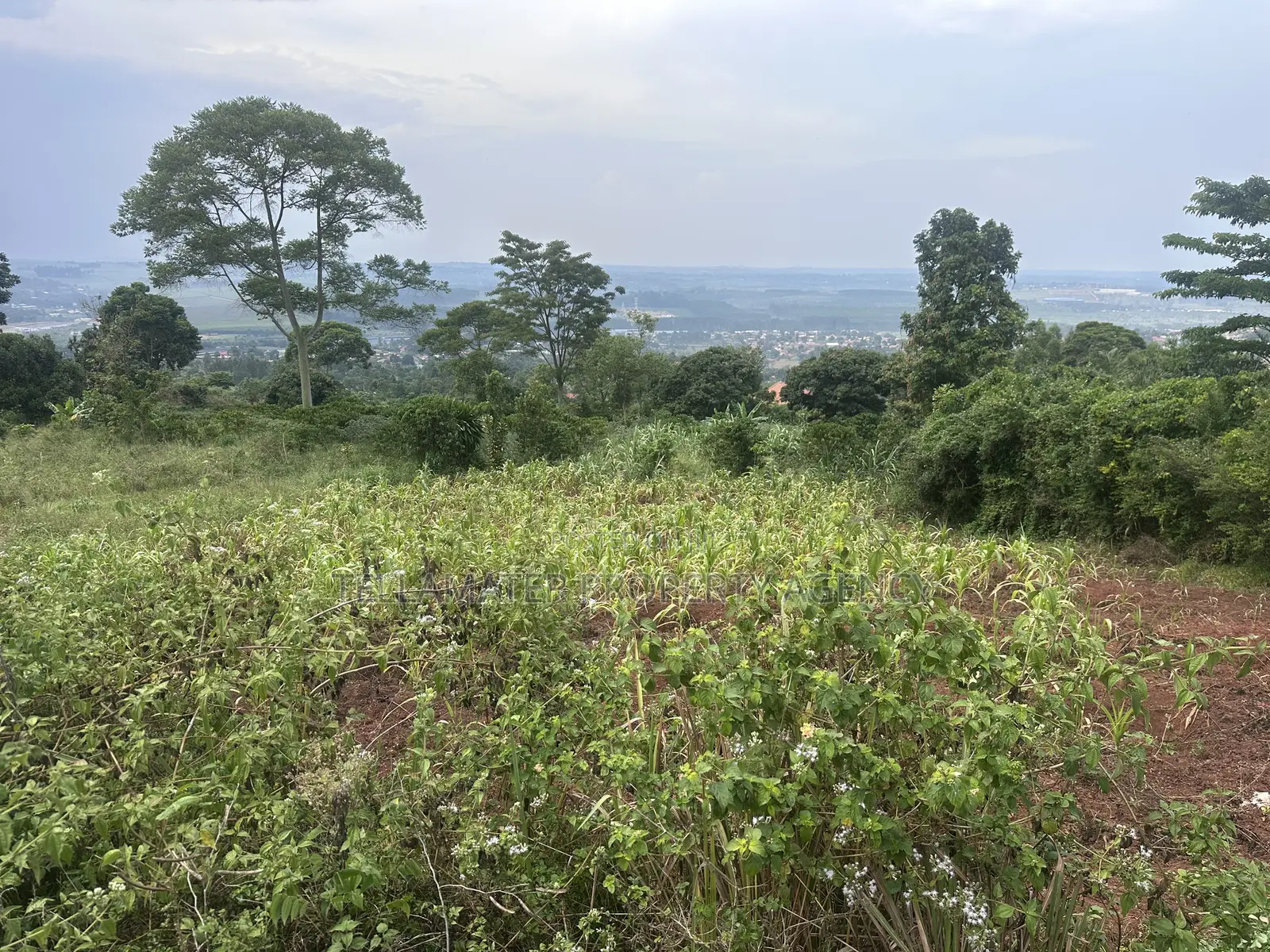 Private Mailo 50*100ft Plot With a Ready Title at Mbalala for Sale