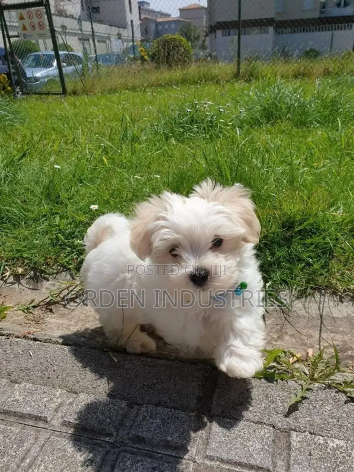 3-6 months Female Purebred Maltese