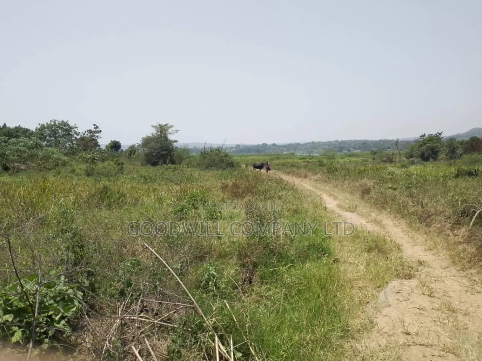5 Acres to 50 Acres of Land on Lake in Buwoya Nkokonjeru Katosi Road