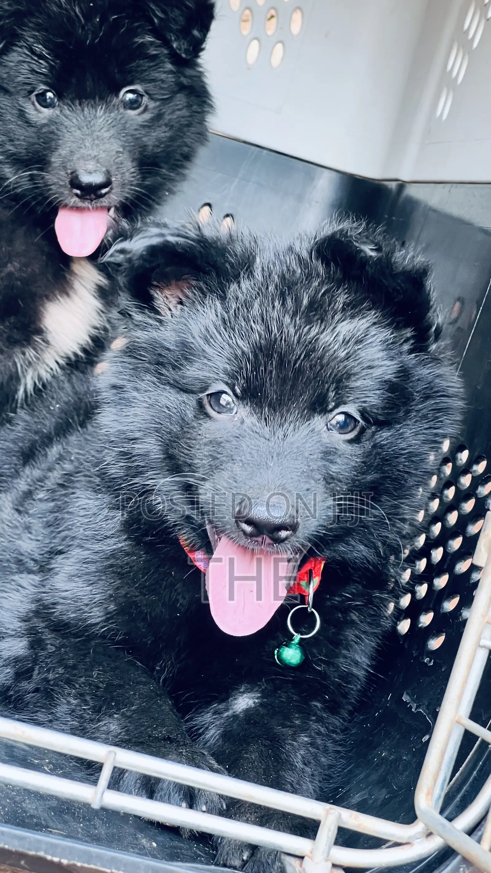 1-3 months Male Purebred German Shepherd