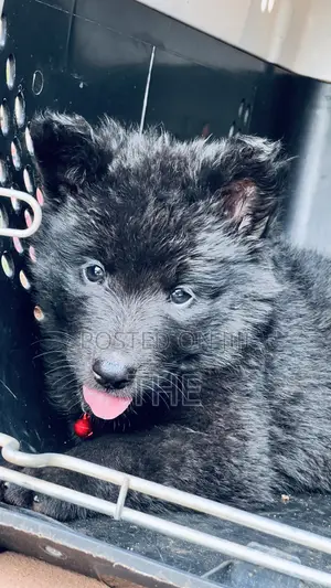 1-3 months Male Purebred German Shepherd