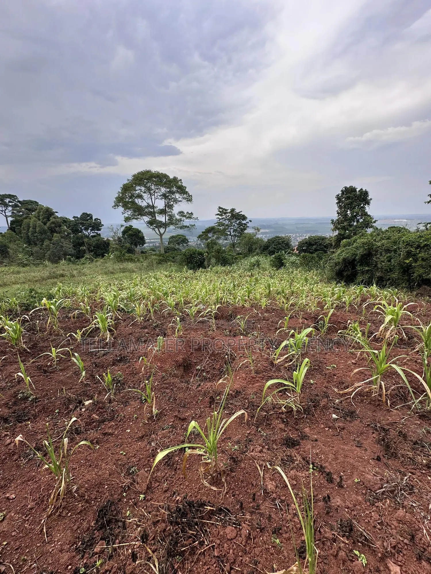 Private Mailo 50*100ft Plot With a Ready Title at Mbalala for Sale