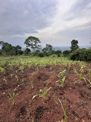 Private Mailo 50*100ft Plot With a Ready Title at Mbalala for Sale
