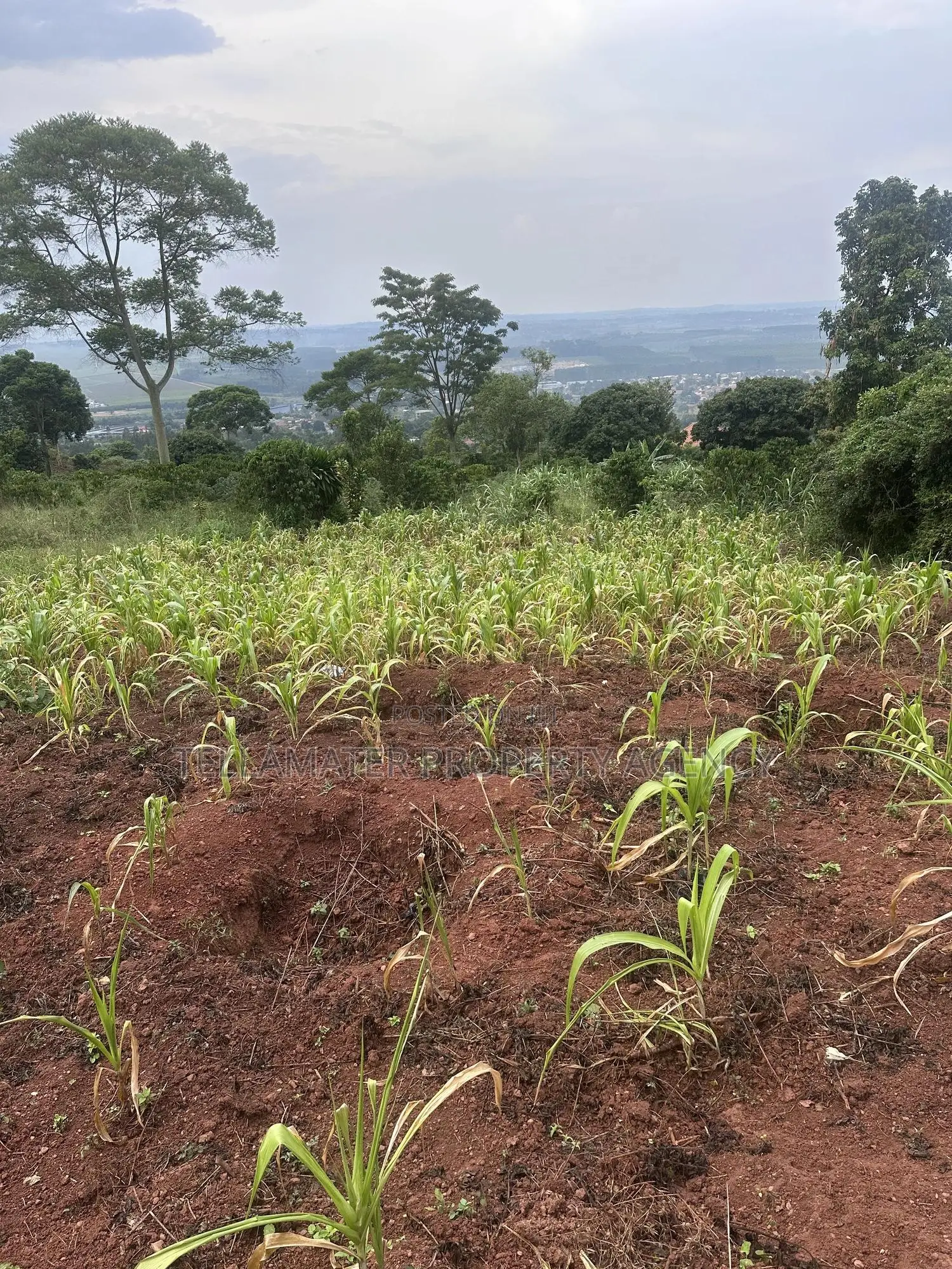 Private Mailo 50*100ft Plot With a Ready Title at Mbalala for Sale