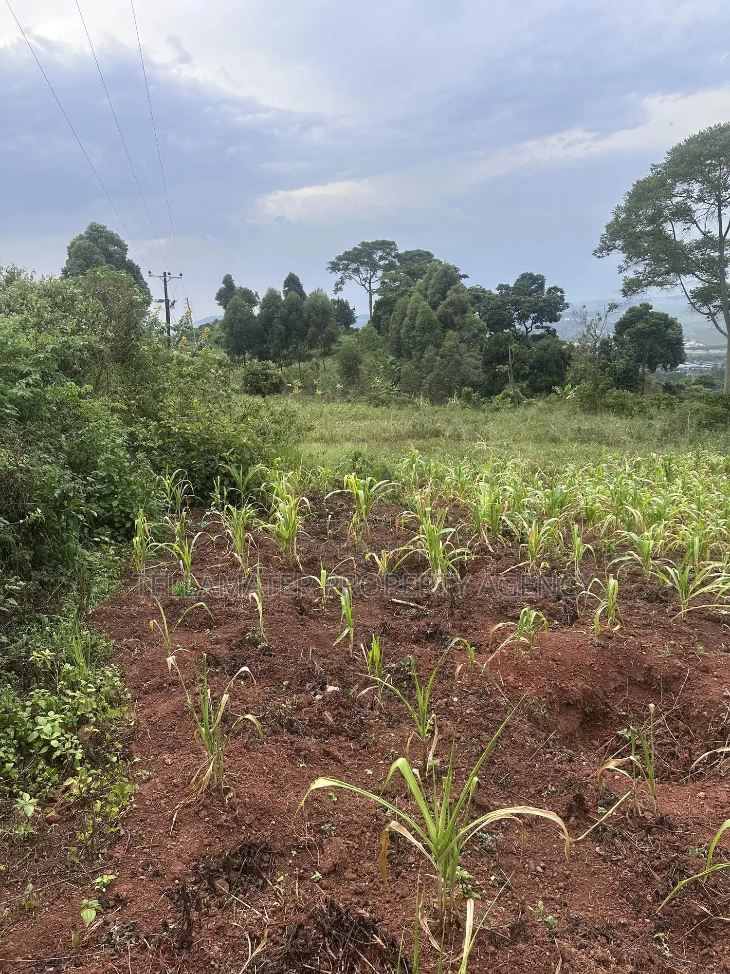 Private Mailo 50*100ft Plot With a Ready Title at Mbalala for Sale