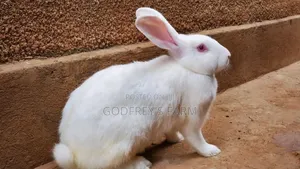Pregnant Female