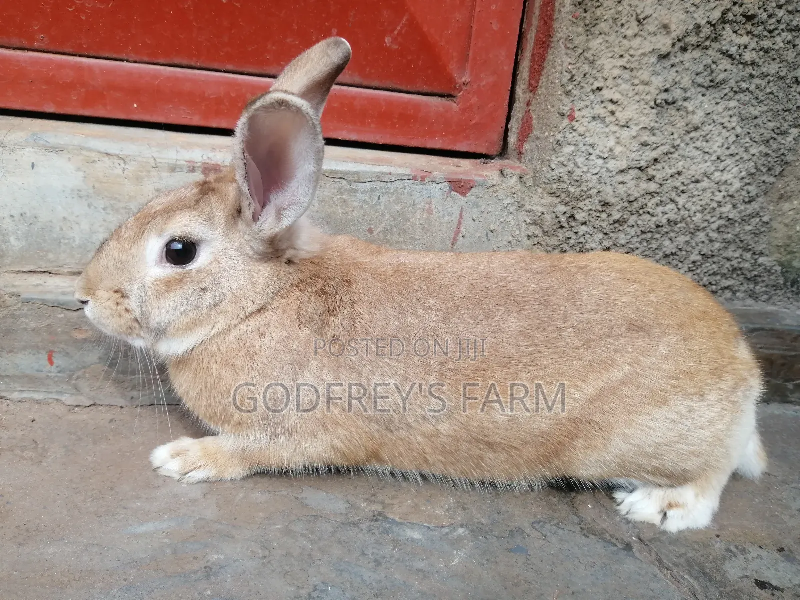 Pregnant Female