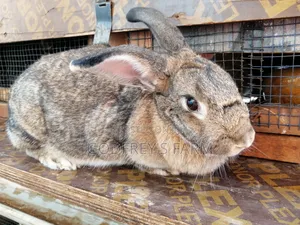 Pregnant Female