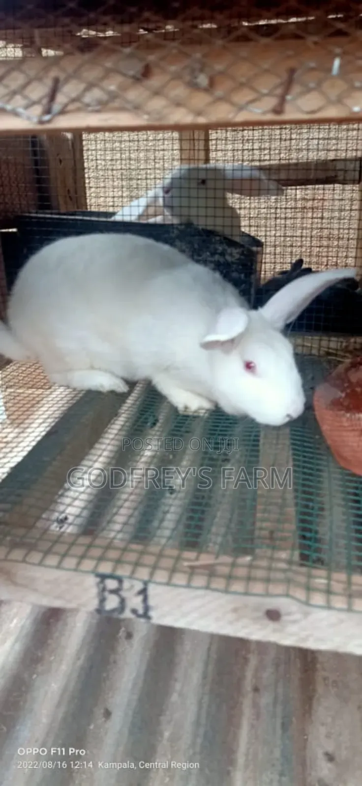Pregnant Female