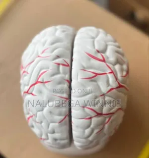 The Brain Teaching Model