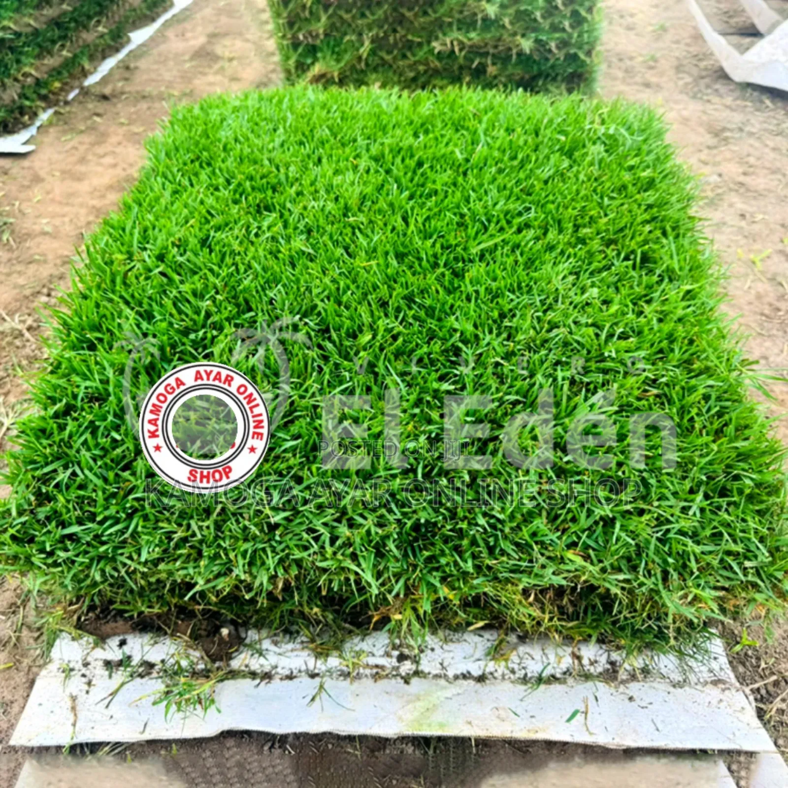 Hybrid Natural Soft Paspalum Turf Carpet Grass