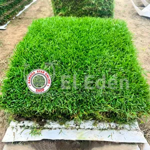 Hybrid Natural Soft Paspalum Turf Carpet Grass