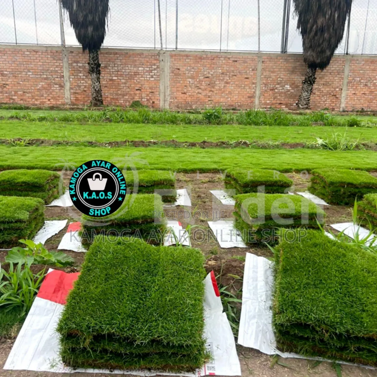 Natural Garden Paspalum Grass and Landscape