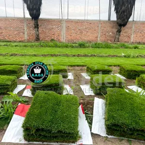 Natural Garden Paspalum Grass and Landscape