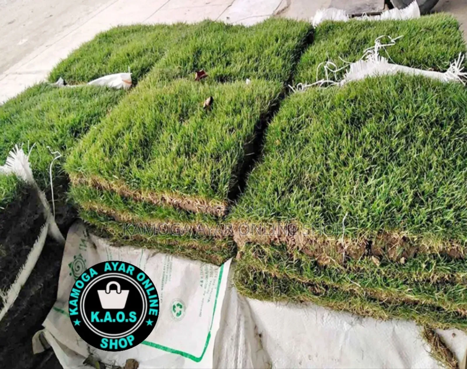 Hybrid Natural Paspalum Grass, Zimbabwe, Pemba, Ordinary