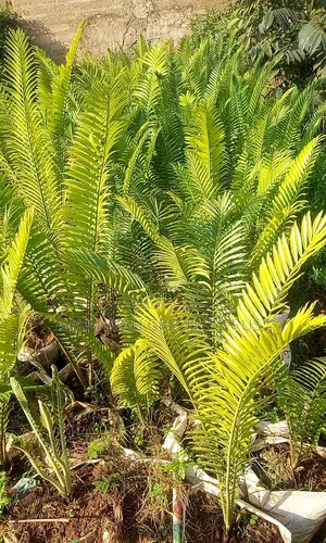 Cycads Palms