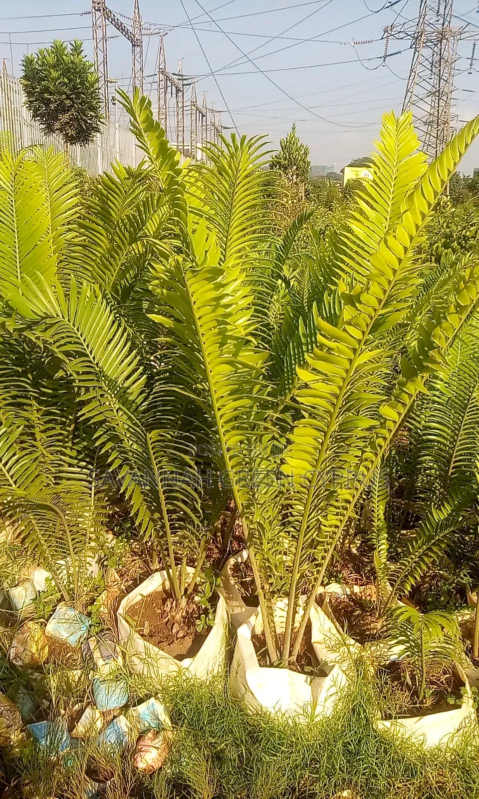 Cycads Palms
