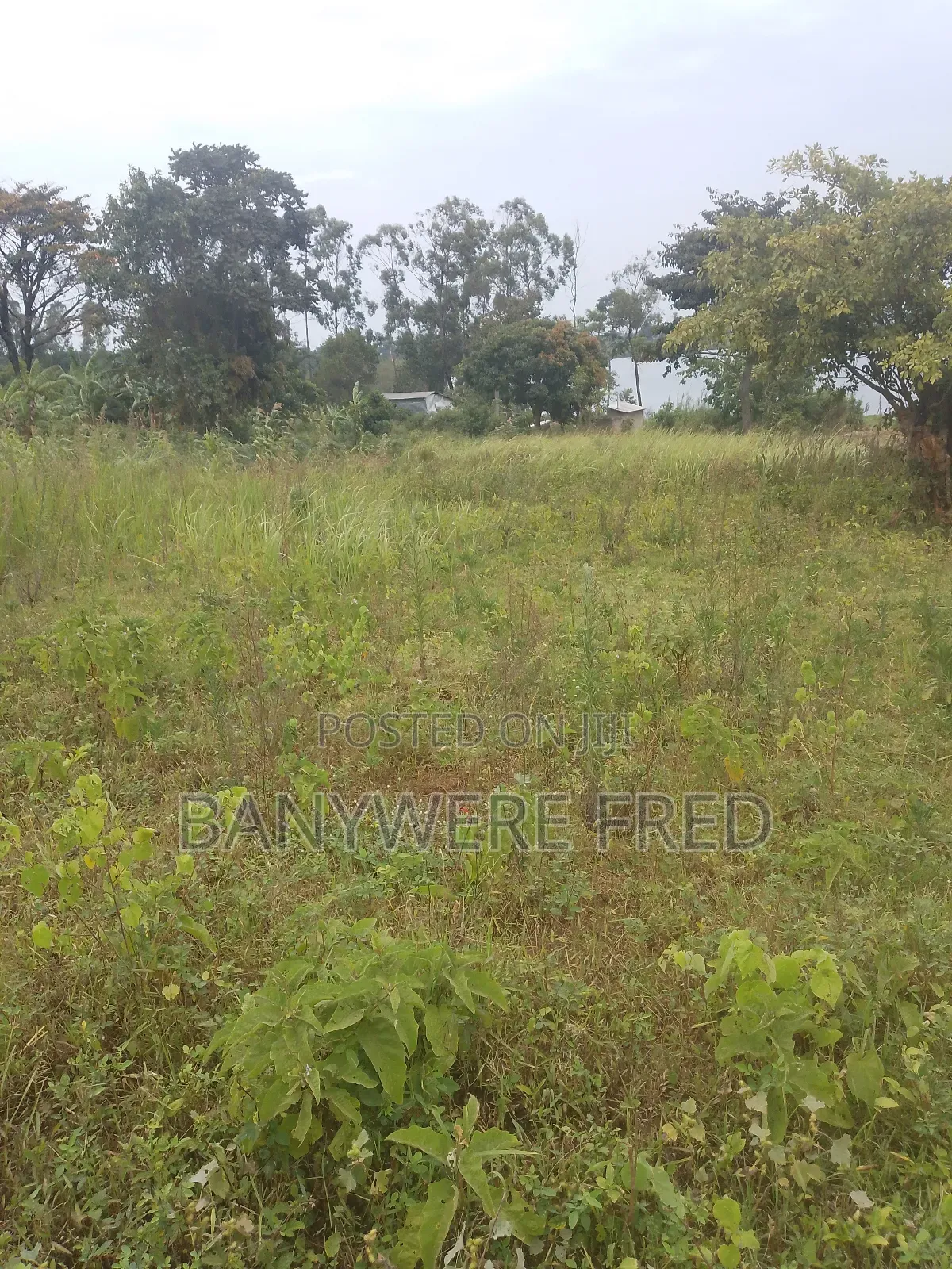 60 Acres of Farmland for Sale