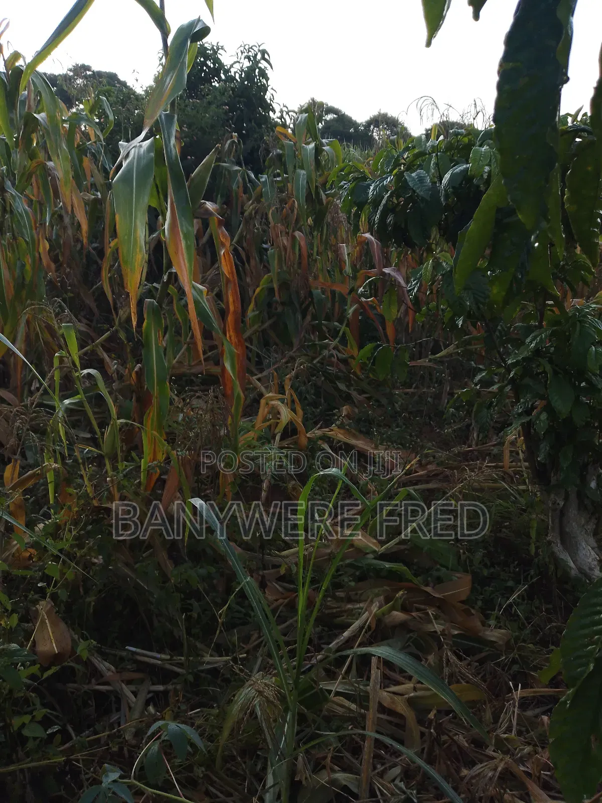 50/100 Plot for Sale in Kiwango