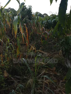 50/100 Plot for Sale in Kiwango
