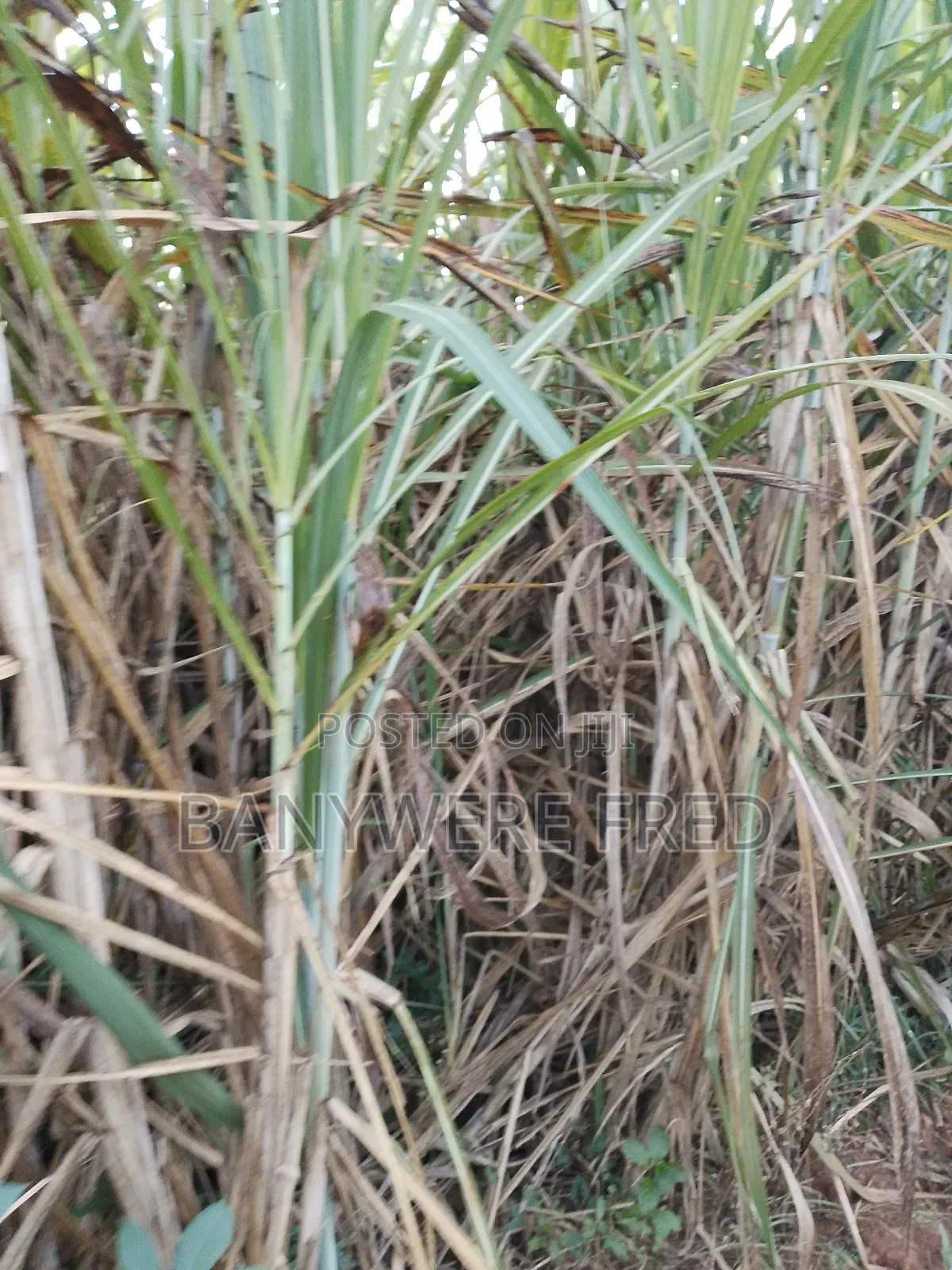 5acres of Land for Sale in Ngogwe
