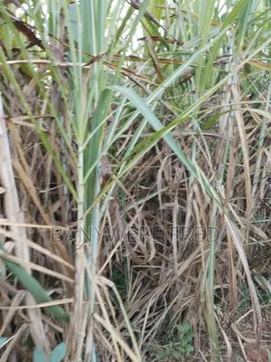 5acres of Land for Sale in Ngogwe