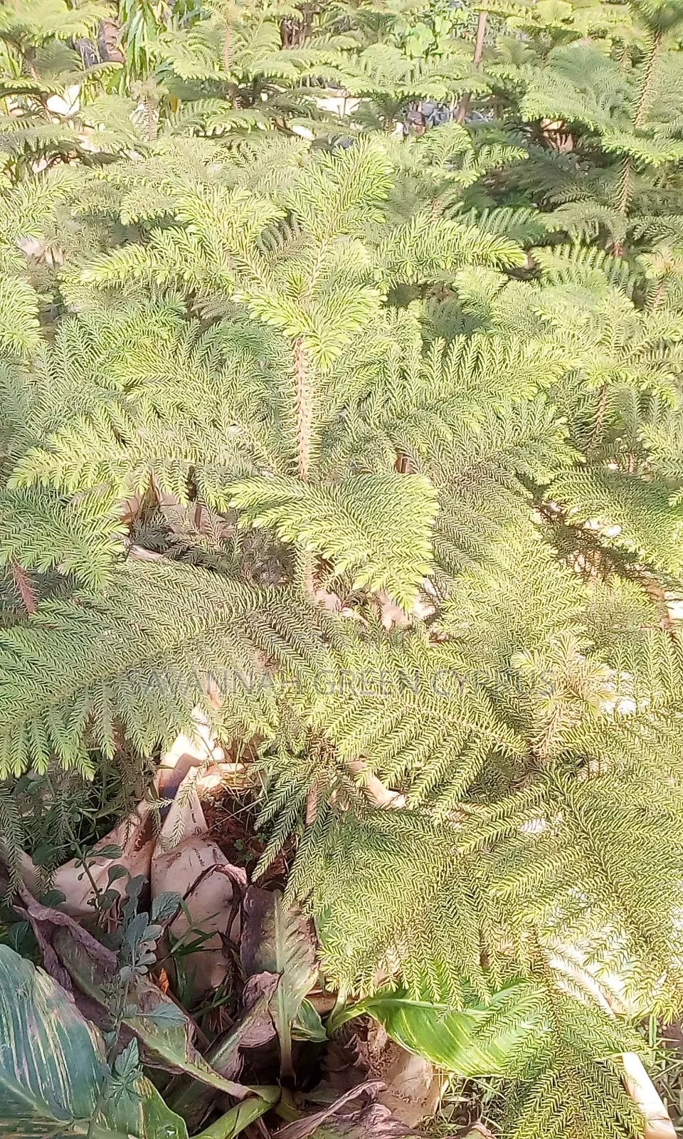 Alkelia Trees