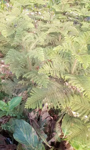 Alkelia Trees