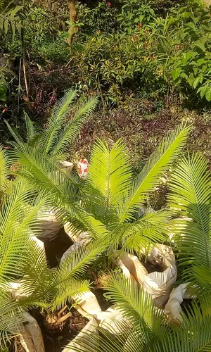 Cycads Indoor and Outdoor